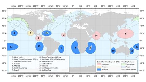 A comeback for humpback whales | Earth | EarthSky