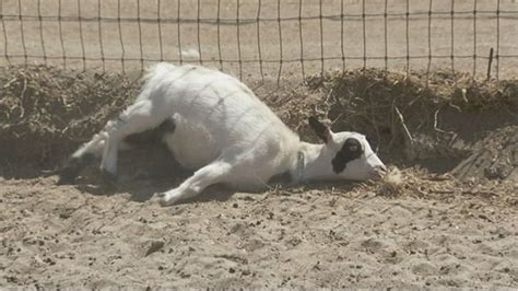 Why These Fainting Goats May Be the 'New Dogs for People' - ABC News