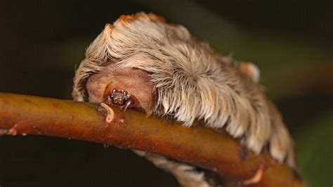 Fuzzy caterpillars with venomous sting pop up around Texas