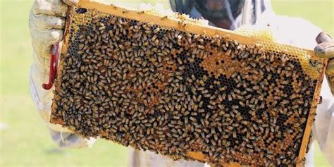 Backyard Beekeeping 101 | Sweetwater Organic Farm