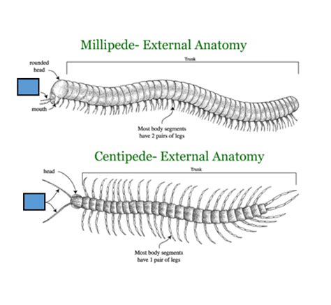 Centipede & Millipede Anatomy Diagram | Quizlet