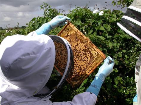 Basic Beekeeping Techniques – Bee Health