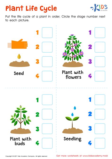 Plant Life Cycle Printable: Free Worksheet PDF for Kids