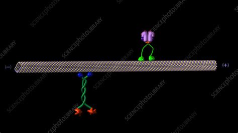 Movements of motor proteins - Stock Video Clip - K003/9662 - Science ...