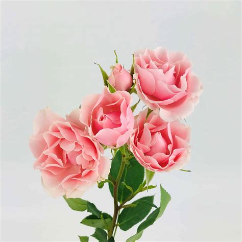 Spray Rose - Light Pink - Wholesale Bulk Flowers - Cascade Floral