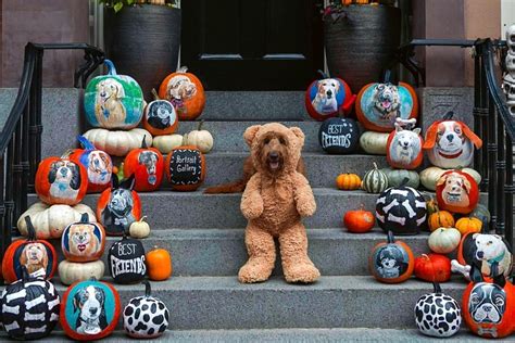 A Halloween Pet Costume Contest And Parade Returns To Somerville