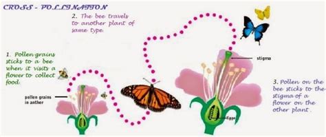 Why Are Butterflies Important for the Environment?