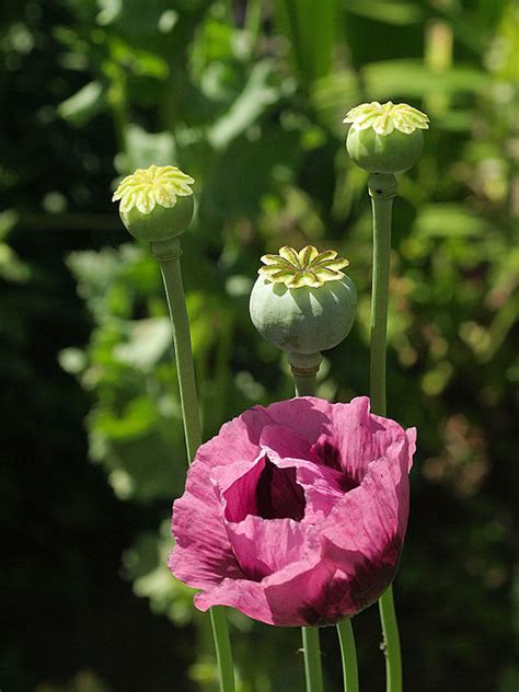 Papaver somniferum Mixed Varieties Seeds £2.45 from Chiltern Seeds - Chiltern Seeds Secure ...