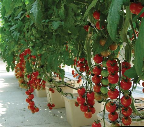 The Many Advantages Of Hydroponic Tomatoes | GardeningLeave