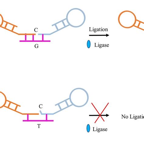 Schematic illustration of the principle of DNA ligase-assisted LAMP... | Download Scientific Diagram