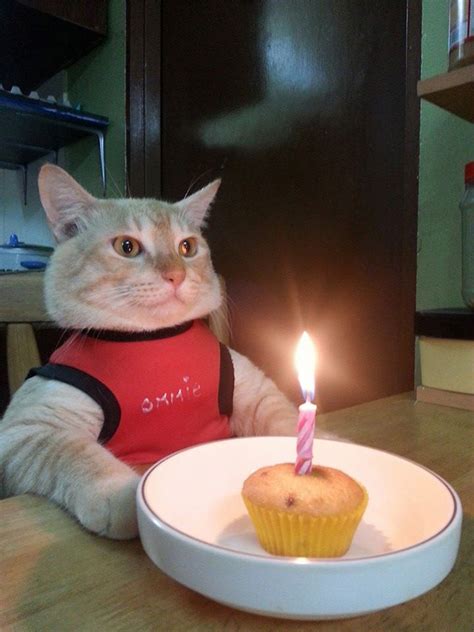 Pets Celebrating Their Birthdays