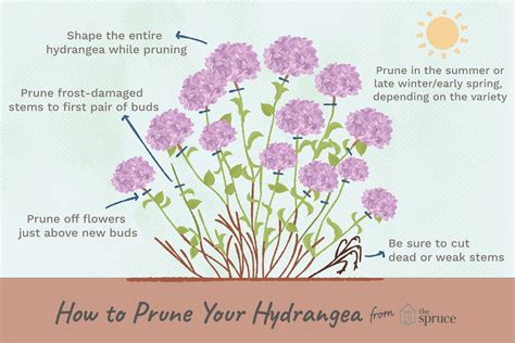 Hydrangea Bloom Time Chart