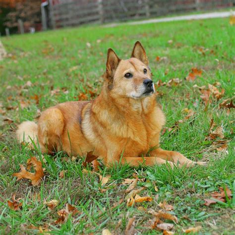 Chusky : History, Temperament, Care, Training, Feeding & Pictures