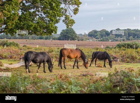 New Forest Pony Stock Photo - Alamy