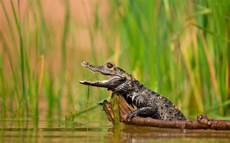 baby, Crocodiles, Plants, Water, Lake Wallpapers HD / Desktop and ...