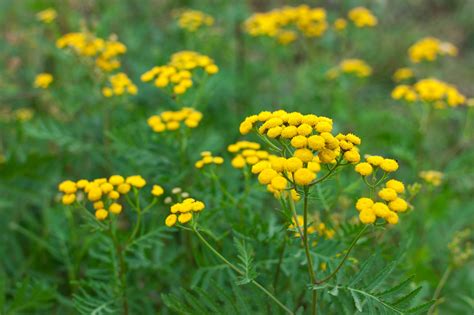 Blue Tansy, Certified Organic - Inshanti - Pure Essential Oils