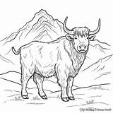 Yak Coloring Pages  Free & Printable sketch template