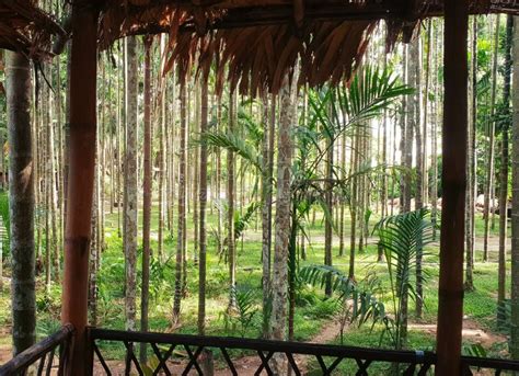 The Bamboo Plantation at Dwaki, Near India Bangladesh Border Stock ...