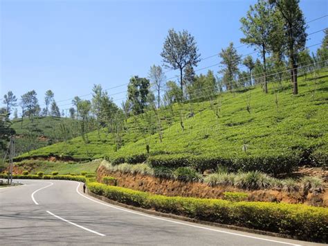 Tea Plantations in Nuwara Eliya Stock Image - Image of grows, eliya ...