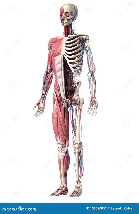 Human Full Body Skeleton with Muscles, Veins and Arteries. 3d Illustration Stock Illustration ...