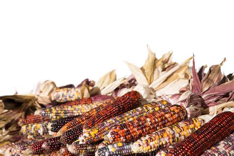 Flint Corn Free Stock Photo - Public Domain Pictures