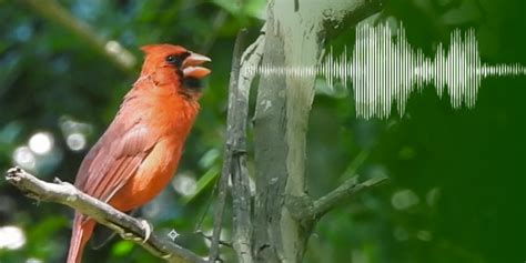 These Birds’ Chirping Sounds Can Soothe Your Anxiety - WSJ