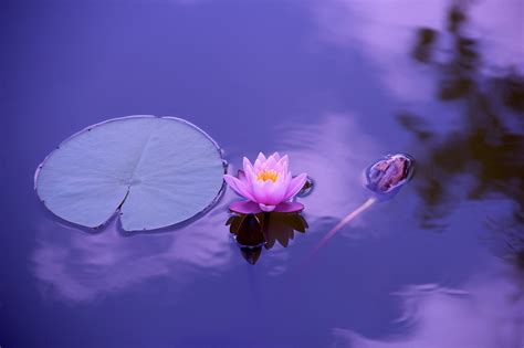 Lotus Flower Lily Pad - Free photo on Pixabay