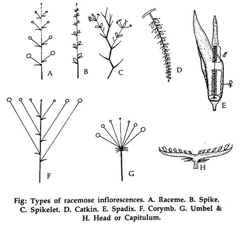 INFLORESCENCE