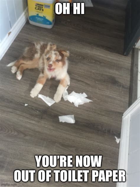 15 Funny Australian Shepherd Memes To Make Your Day - BuzzSharer.com