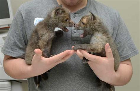 Abandoned Or Injured Wild Red Foxes Becoming Pets In Australia So They Can Be Saved