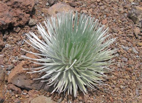 Silversword Plant on Haleakala Volcano (Maui Hawaii)