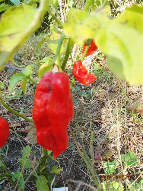 Growing hot peppers and making hot sauce – Homebrew Emporium Online!