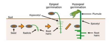 Explain the stages of germination with the help of diagrams.