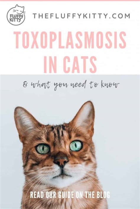 Toxoplasmosis in Cats | Our Ultimate Guide - The Fluffy Kitty