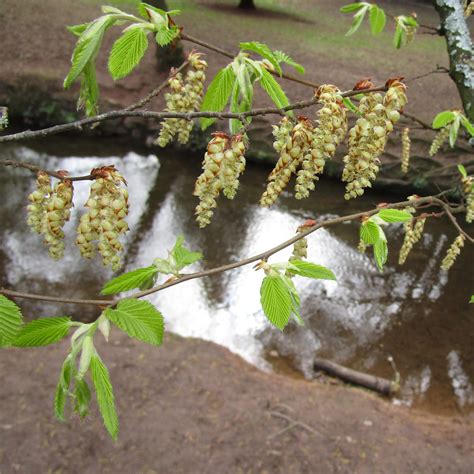 Carpinus betulus 'Fastigiata' in Roath Park Pleasure Garden