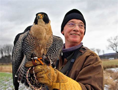 DEC adopts new state falconry regulations - syracuse.com