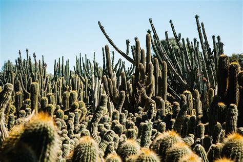 CACTUSCOUNTRY_post2 Nambung National Park, Lake Hillier, Sunken Garden, Australian Travel ...