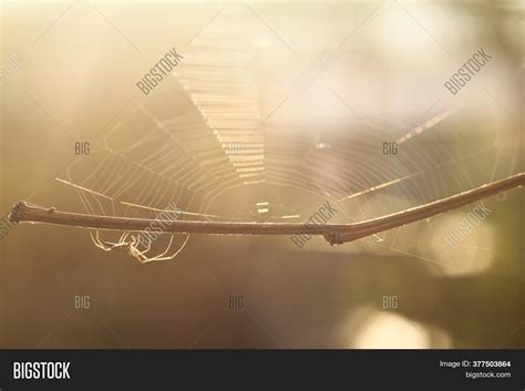 Spider Hanging On Image & Photo (Free Trial) | Bigstock