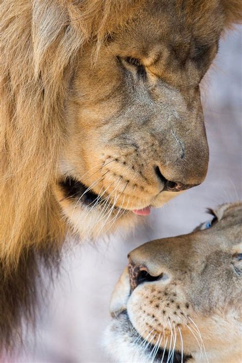 Lion Couple Wallpapers - Wallpaper Cave