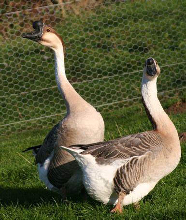 Chinese Geese - information and photos of this popular breed