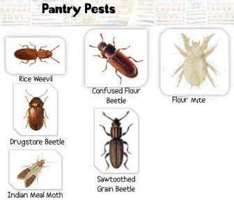 Kitchen& Pantry Bugs Pest Control Costa Blanca Spain by Pests r Us ...