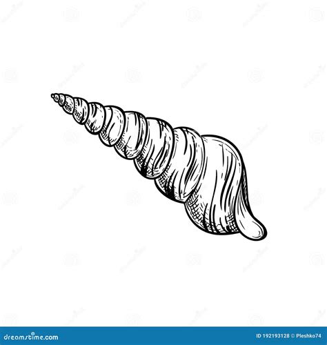 Conus Spiral Sea Shell. Hand Drawn Sketch Style Vector Drawing. Isolated on White Background ...