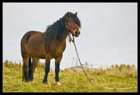 Newfoundland Pony | Canadian horse, Horses, Horse breeds