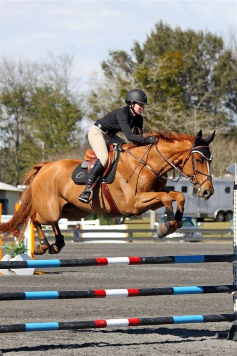 'Il Danse' at Warmblood-Sales.com - Hanoverian | Warmblood horses ...