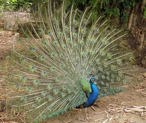 SURINAME: Paramaribo ZOO