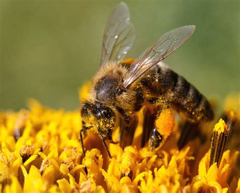 Картинки Про Пчел – Telegraph