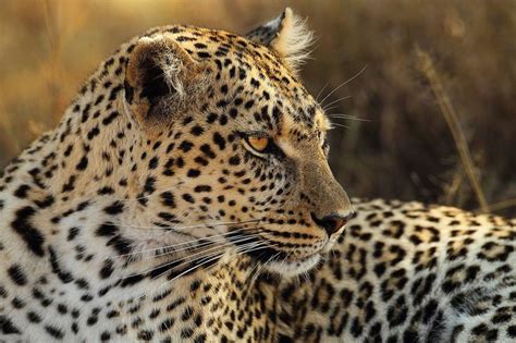 Leopardo - Leopard | Big cats, Wild cats, African wildlife