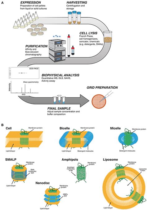 Frontiers | Cryo-EM Grid Preparation of Membrane Protein Samples for Single Particle Analysis ...