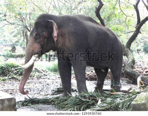 Elephant Camp Sanctuary Guruvayur Kerala Stock Photo 1293930760 ...