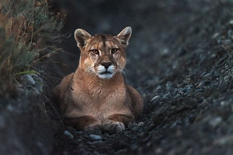 10 Wildlife Photography Tips for Beginners